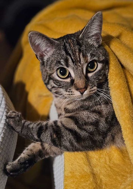 Hauskatze, getigert