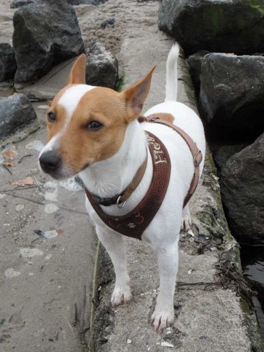 Jack Russell Terrier, beige-weiß