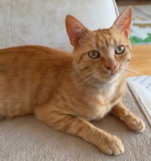Hauskatze, rot gestreift mit weiß