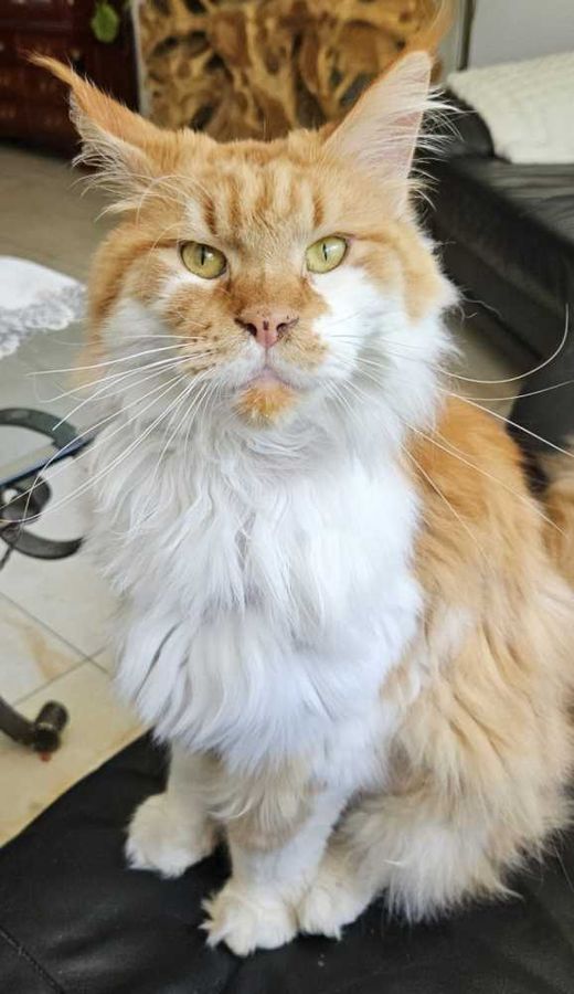 Maine Coon, Rot Weiß