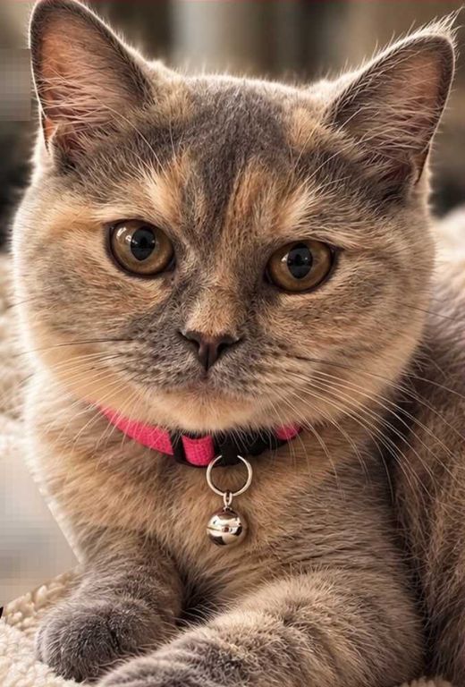 Perserkatze-Britisch Kurzhaar-Mix, grau