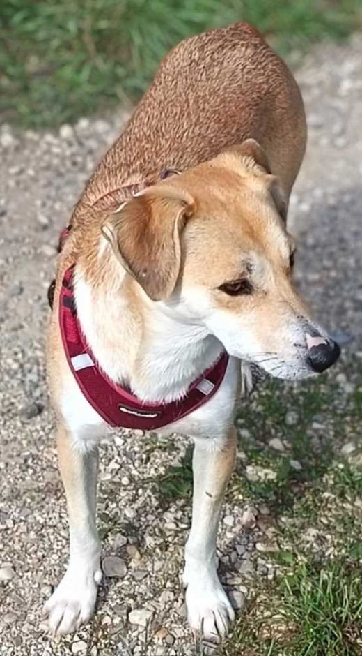 Mischlingshund, creme-weiß