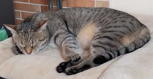 Europäisch Kurzhaar, tiger