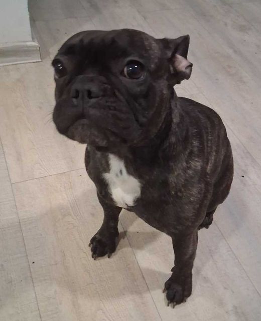 Französische Bulldogge, schwarz gestromt