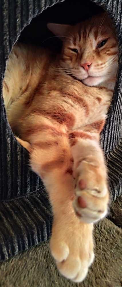 Bengal Cat-Mix, rot