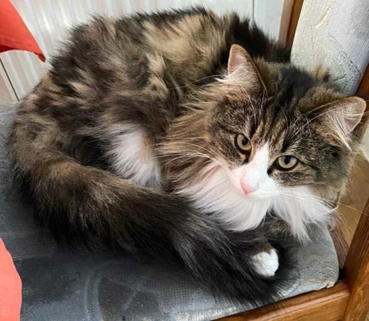 Norwegische Waldkatze-Mix, schwarz-braun-weiß