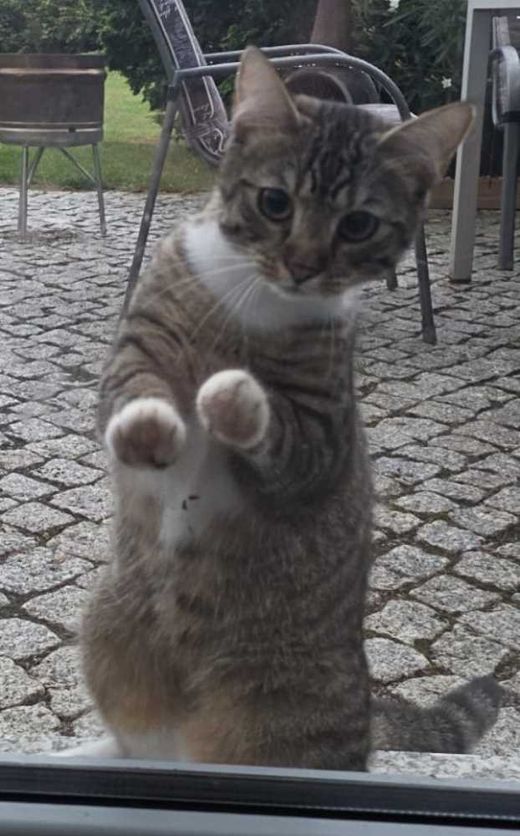 Mischling, grau getigert