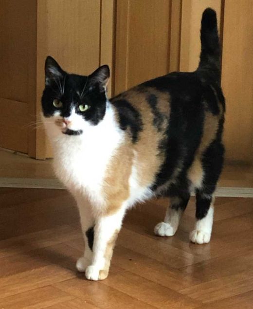 Hauskatze, glückskatze