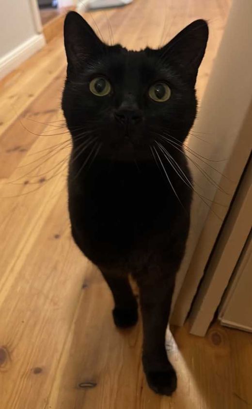 Bengal-Mix, Schwarz