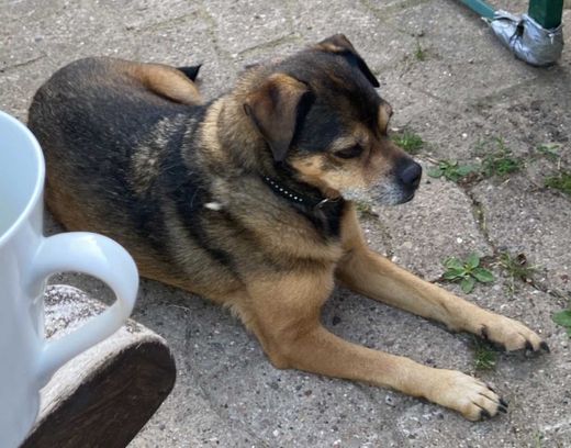 Mops-Mix, Braun