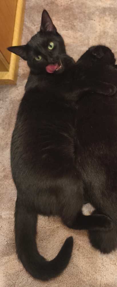 Mischling, schwarz