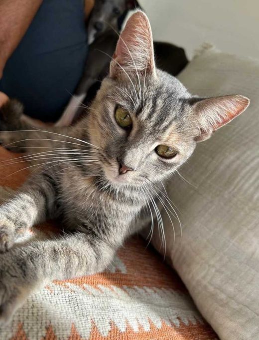 Mischling, gris-gelb