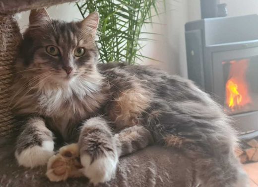 Norwegische Waldkatze-Mix, grau