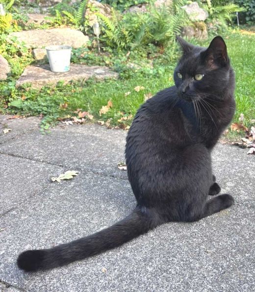 Hauskatze, schwarz