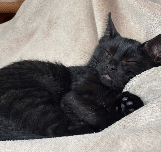 Bombay Cat, schwarz