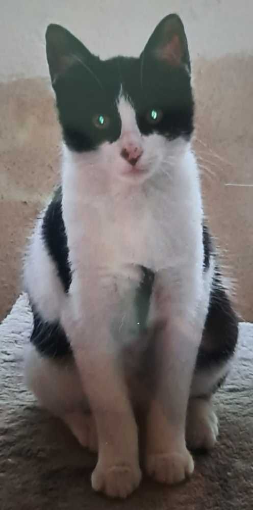 Hauskatze, weiß mit schwarz
