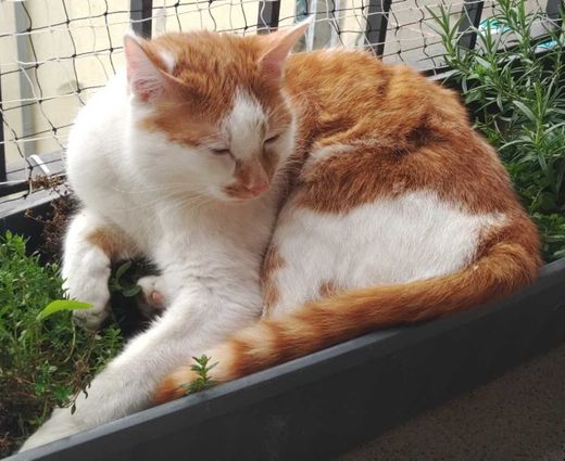 Hauskatze, orange getigert mit weiß