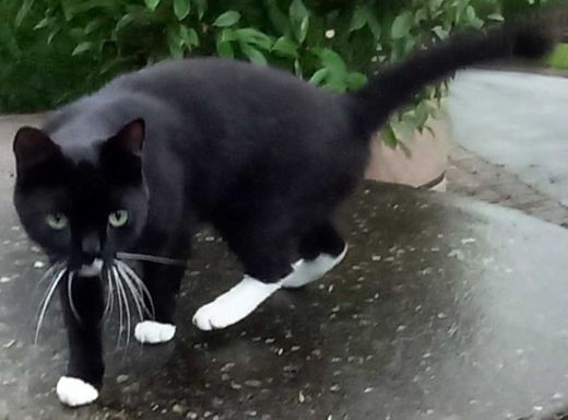 Europäisch Kurzhaar, schwarz mit weißen Abz,