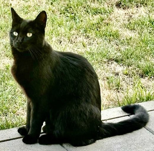 Mischling, schwarz