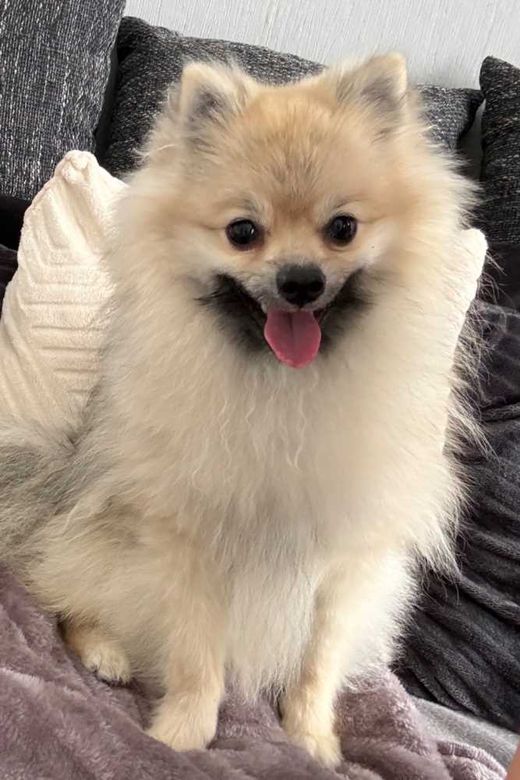 Pomeranian, Beige weiß