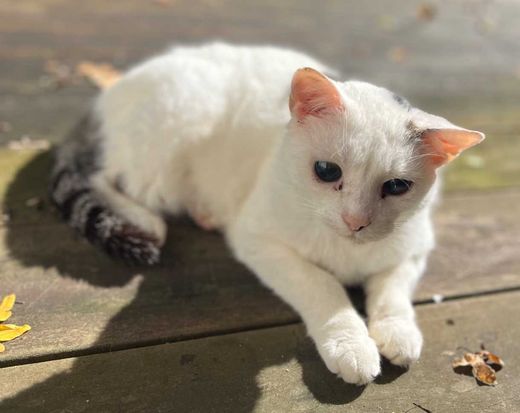 Hauskatze, weiß