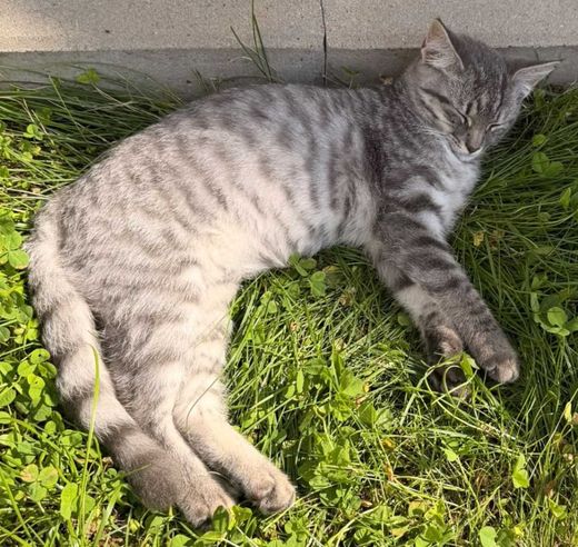 Hauskatze, Silber grau getigert