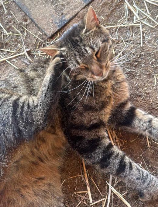 Hauskatze, getigert