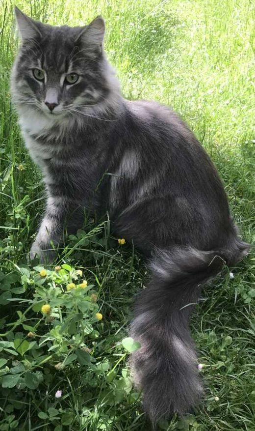 Norwegische Waldkatze, blue-tabby