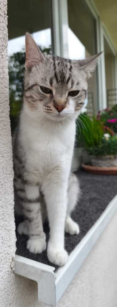 Egyptian Mau-Europäisch Kurzhaar-Mix, Silver Tabby