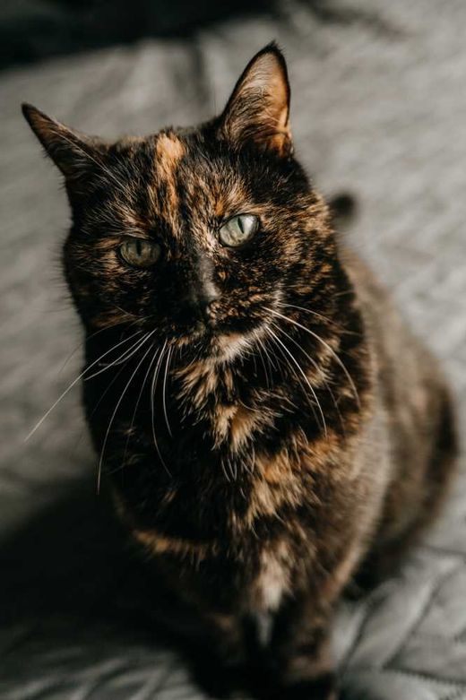 Hauskatze, schwarz fleckig