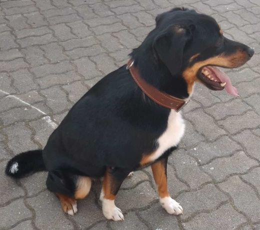 australian shepherd/Appenzeller-Mix, tricolor