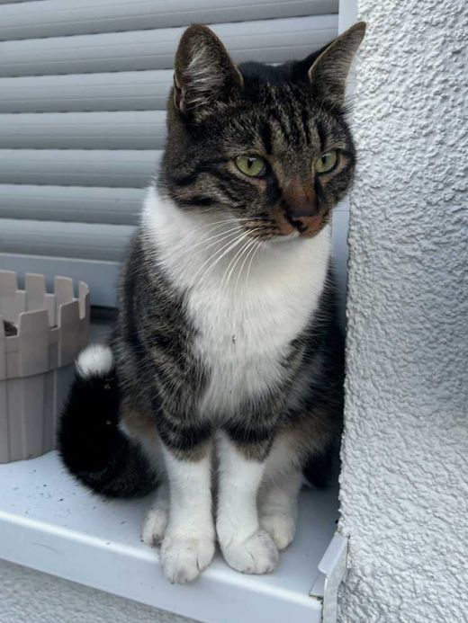 Hauskatze, grau getigert mit weiß