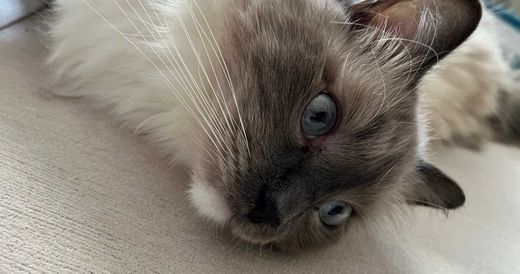 Heilige Birma-Ragdoll-Mix, Blue-point mitted