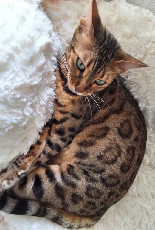 Bengal Cat, golden spotted