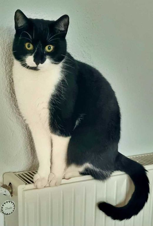 Hauskatze, schwarz-weiß