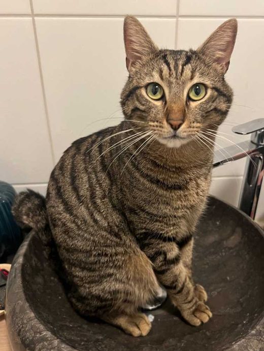 feline-Mix, getigert