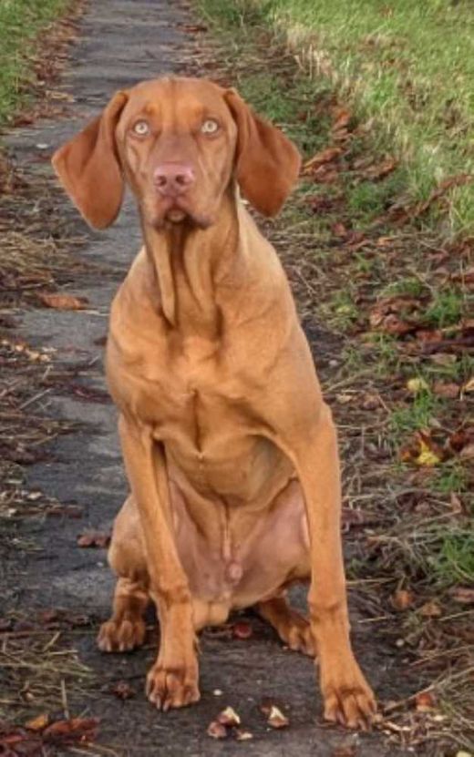 Magyar Vizsla, semmelbraun