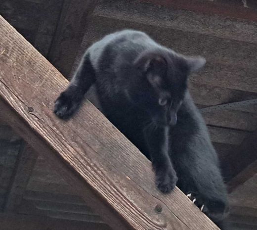 Europäisch Kurzhaar, schwarz