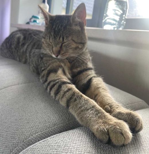 hauskatze, Schwarz braun getigert