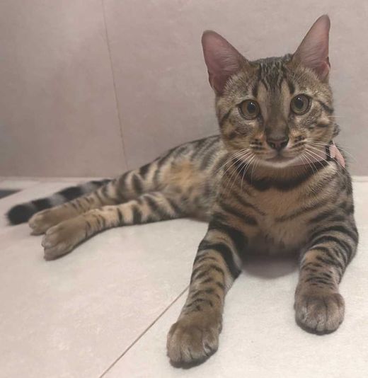 Bengal Cat, braun beige schwarz