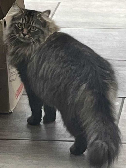 Europäische Langhaarkatze, schwarz-grau getigert