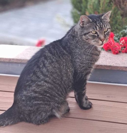 Europäische Hauskatze-Mix, Braun getigert