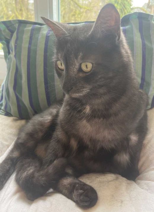 Siamkatze-Britisch Kurzhaar-Mix, schwarz mit etwas weiß