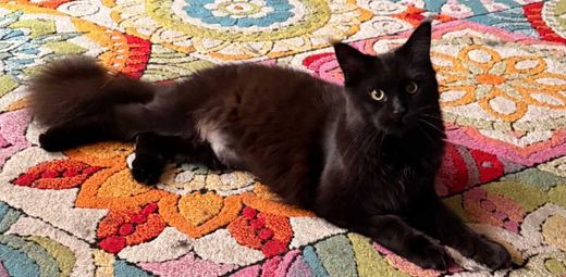 Maine Coon, schwarz