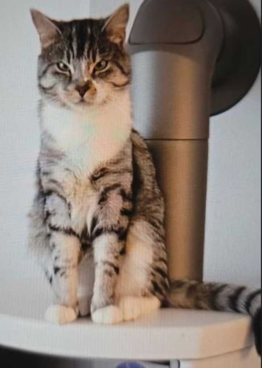 Europäisch Kurzhaar, grau-tabby