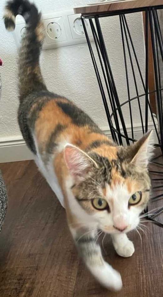 Hauskatze, weiß mit grau-rot getig.