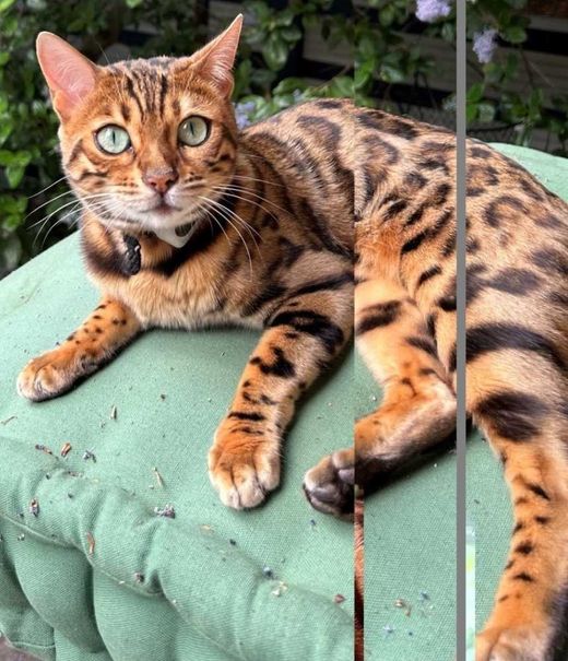 Bengal Cat, brown rosetted