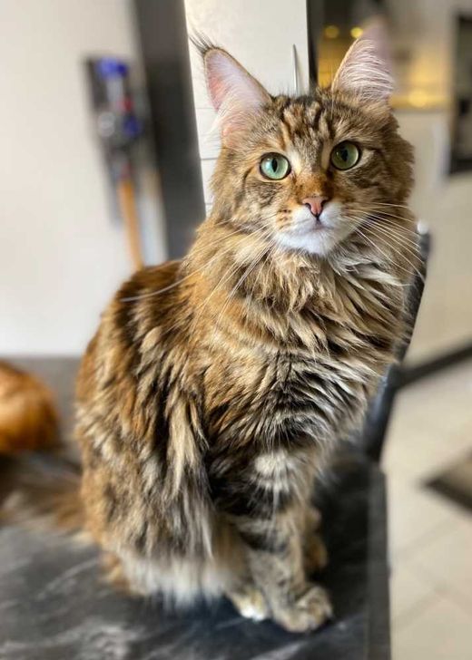 Maine Coon, black-tabby