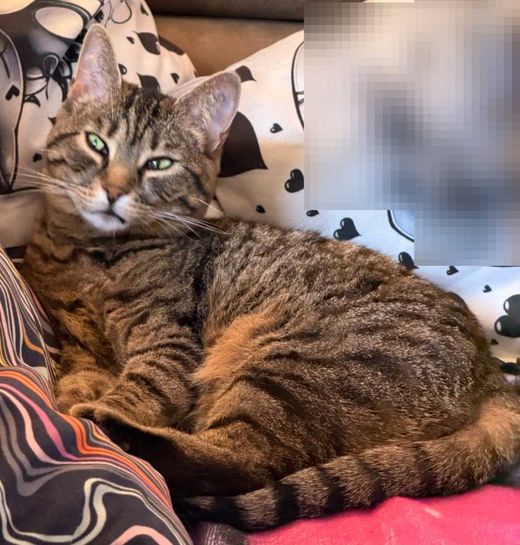Europäisch Kurzhaar-Bengal Cat-Mix, grau-braun getigert