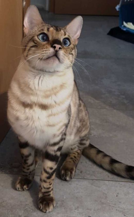 Bengal Cat, lynx spotted tabby
